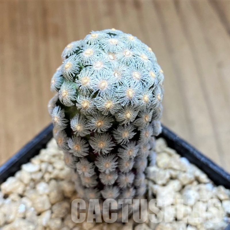 SH29399 Mammillaria theresae