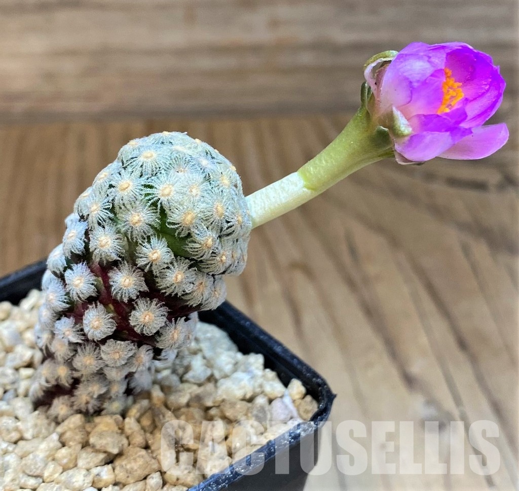 SH29400 Mammillaria theresae - Image 3