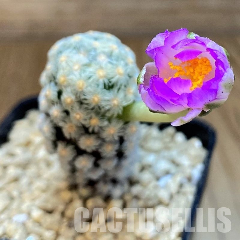 SH29400 Mammillaria theresae