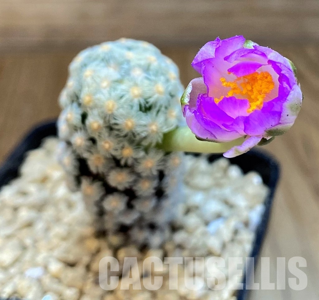 SH29400 Mammillaria theresae