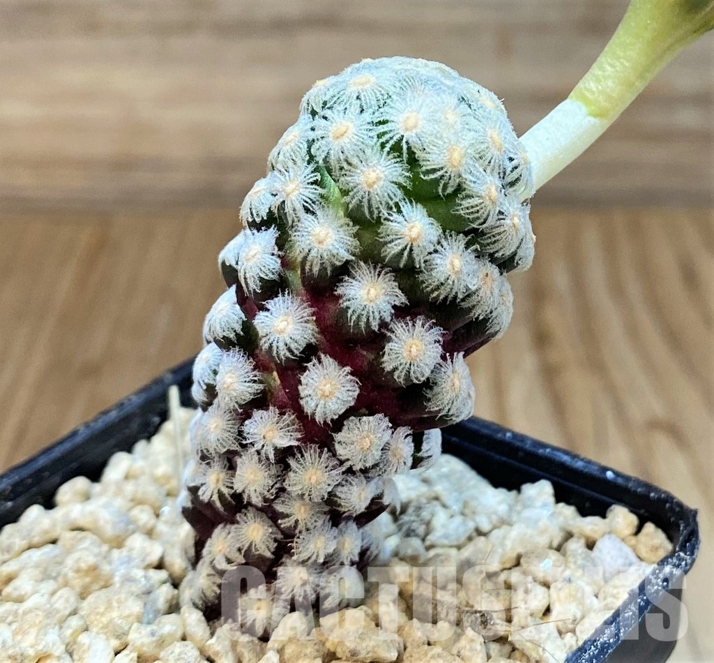 SH29400 Mammillaria theresae - Image 2