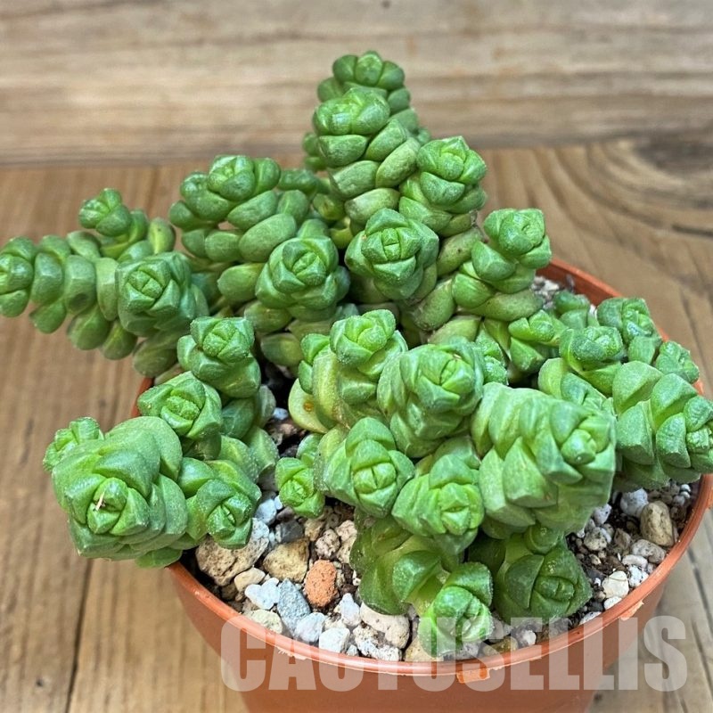 SH29282 Crassula columella
