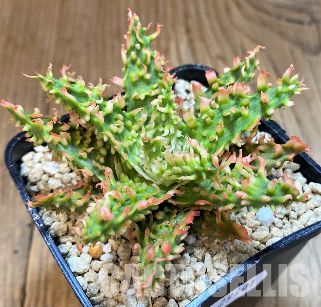 SH29401 Aloe TCT hybrid - Image 2