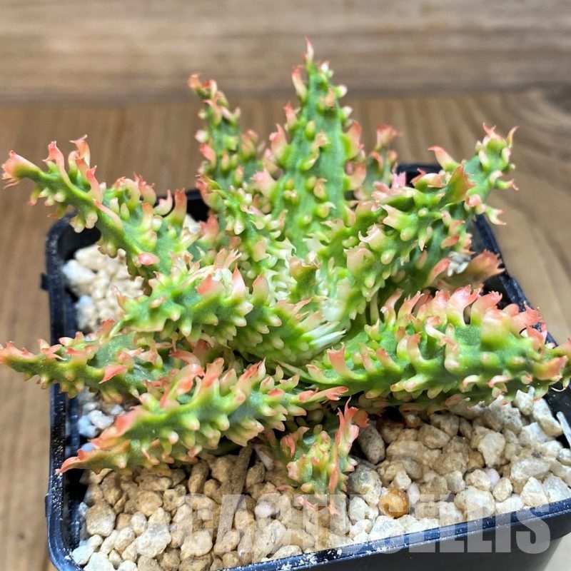 SH29401 Aloe TCT hybrid