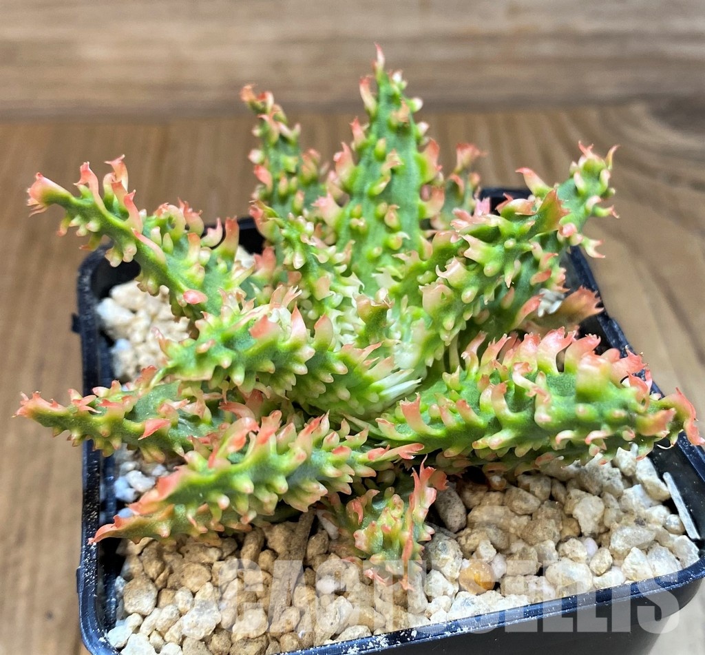 SH29401 Aloe TCT hybrid