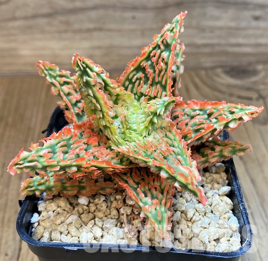 SH29403 Aloe TCT hybrid - Image 2