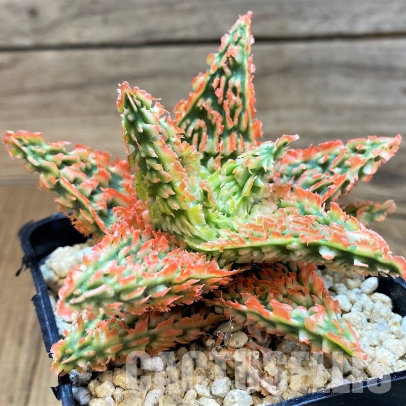 SH29403 Aloe TCT hybrid