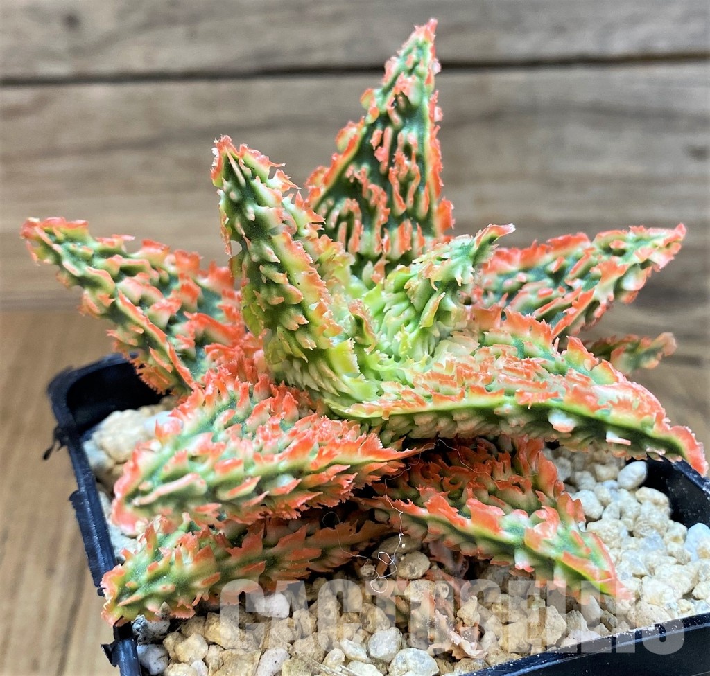 SH29403 Aloe TCT hybrid