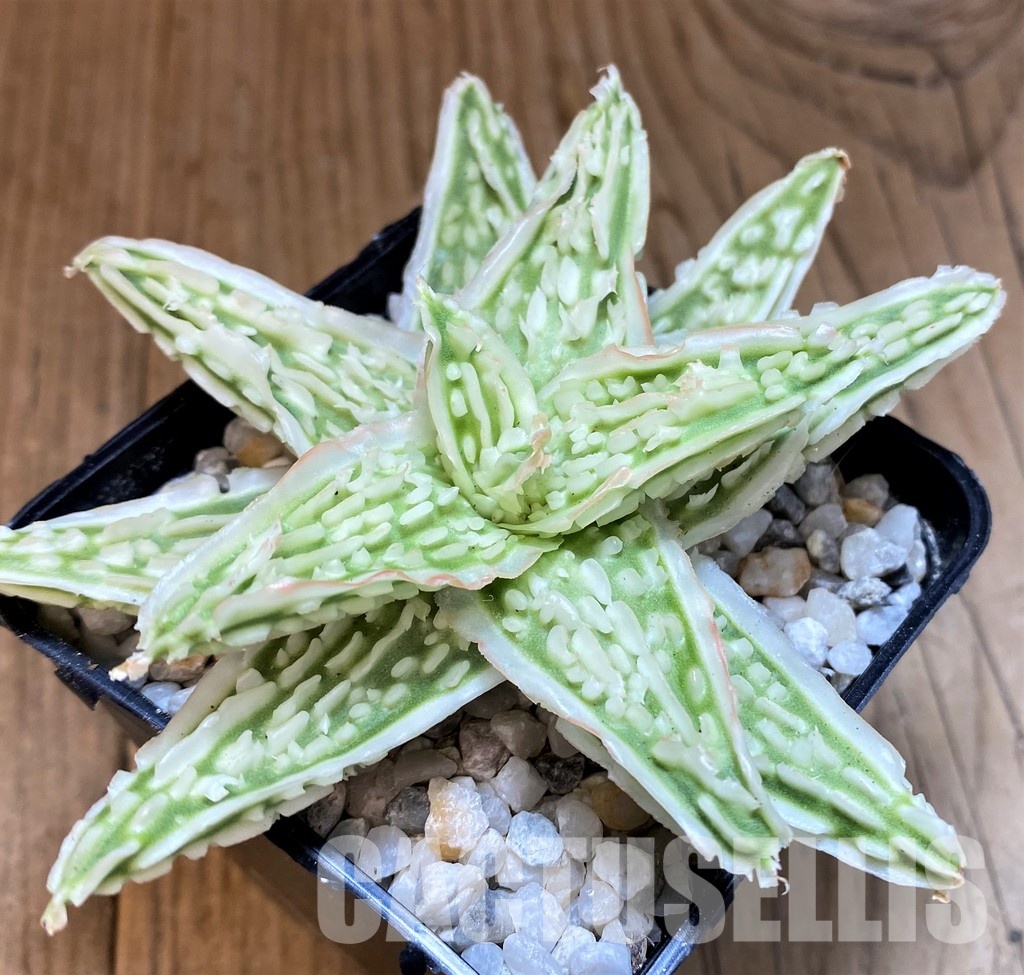 SH29404 Aloe TCT hybrid - Image 2