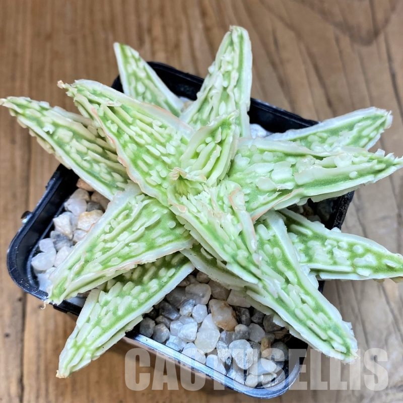 SH29404 Aloe TCT hybrid