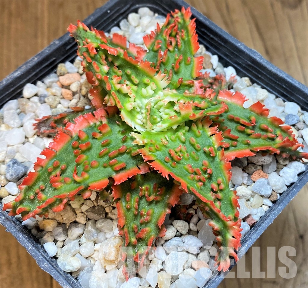 SH29402 Aloe TCT hybrid - Image 2