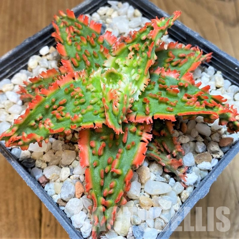 SH29402 Aloe TCT hybrid