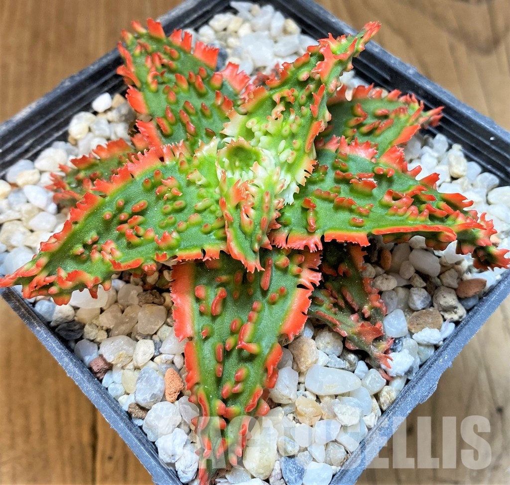 SH29402 Aloe TCT hybrid