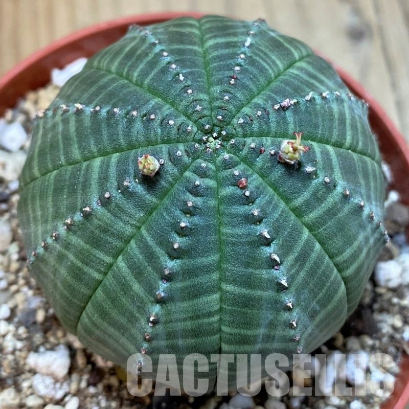 SH29278 Euphorbia obesa