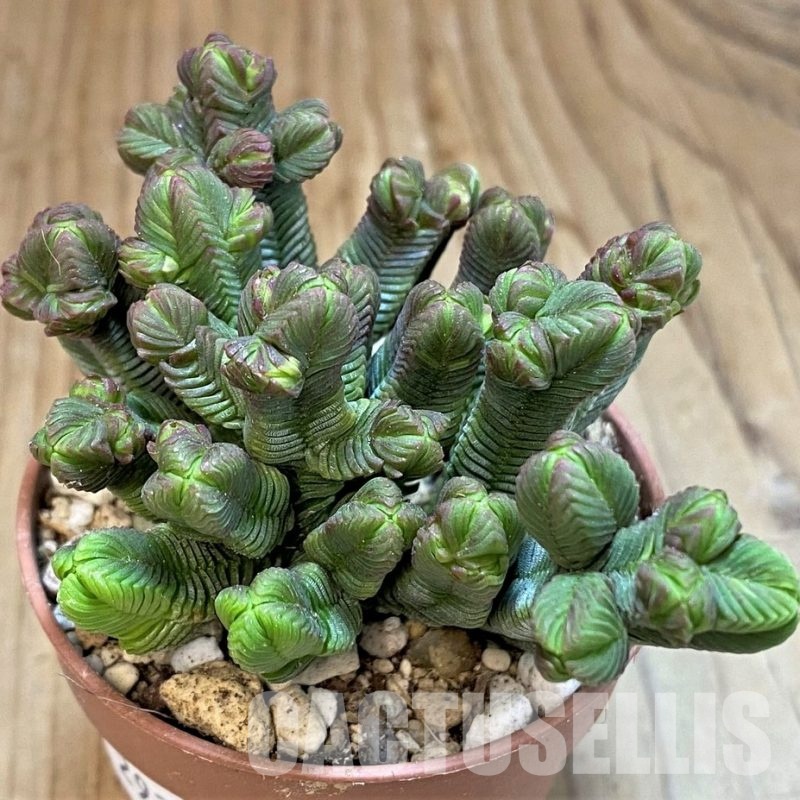 SH29283 Crassula pyramidalis