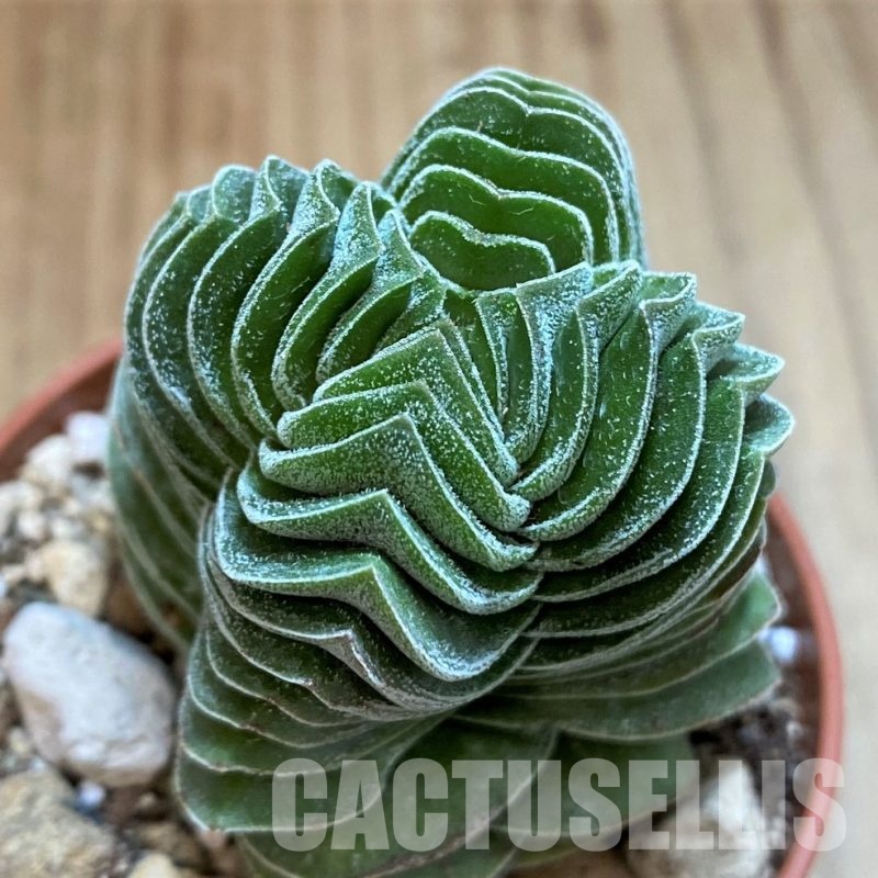 SH29284 Crassula 'Buddha's Temple'