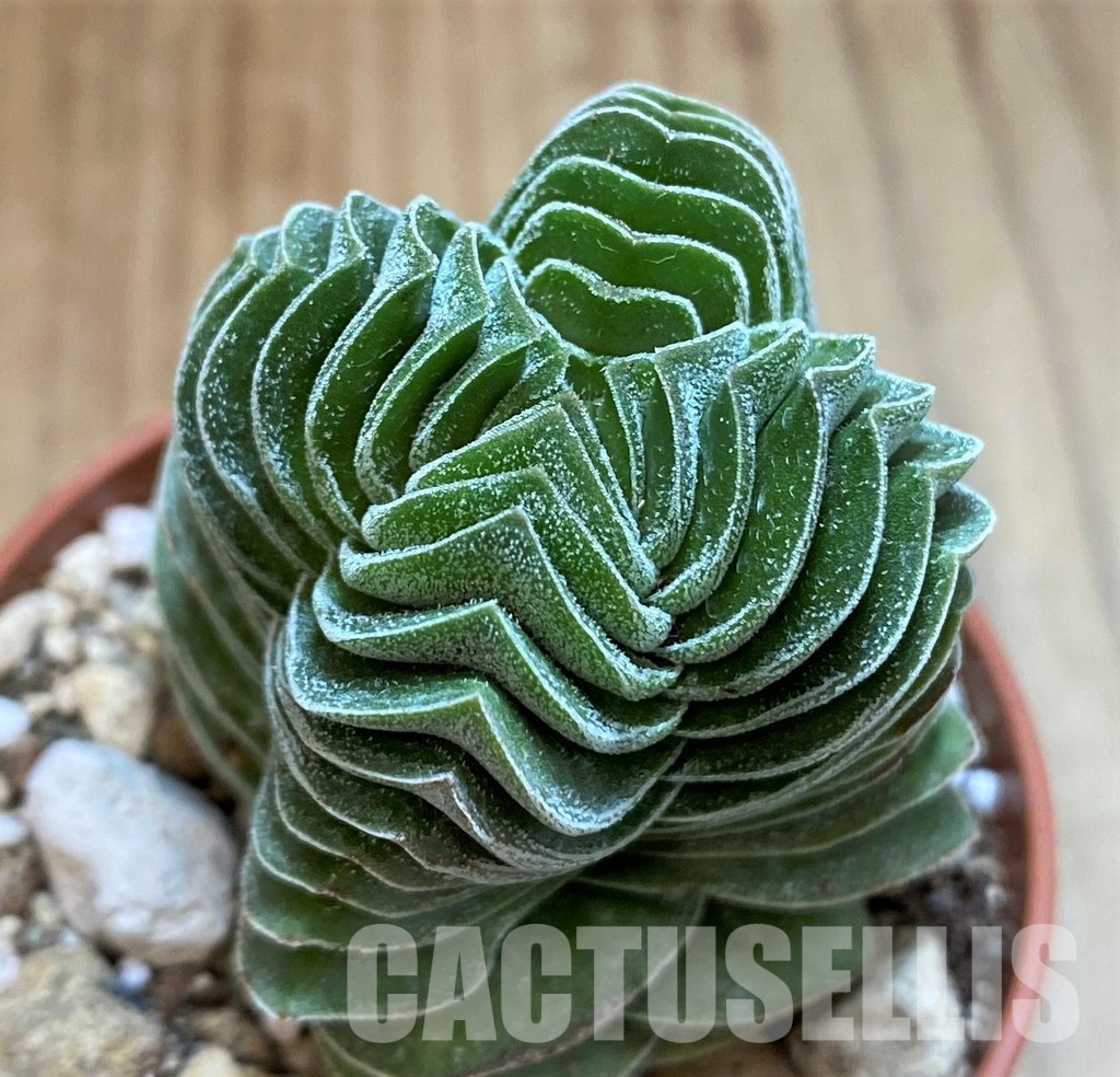 SH29284 Crassula 'Buddha's Temple'