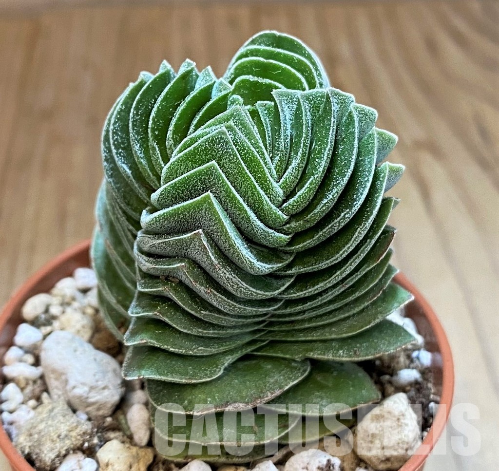 SH29284 Crassula 'Buddha's Temple' - Image 2