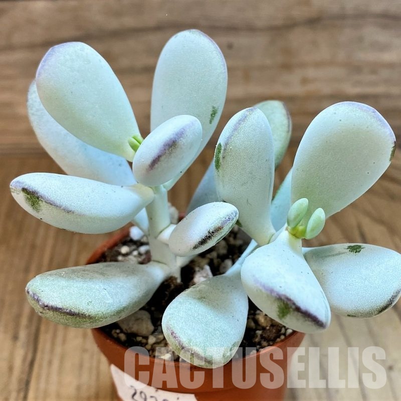 SH29285 Cotyledon orbiculata 'Higginsiae'