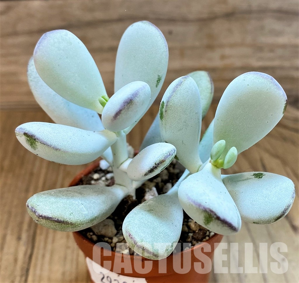 SH29285 Cotyledon orbiculata 'Higginsiae'