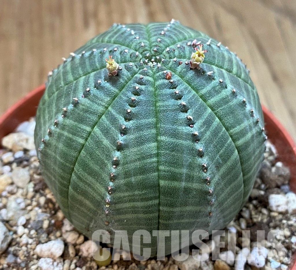 SH29278 Euphorbia obesa - 画像 (2)