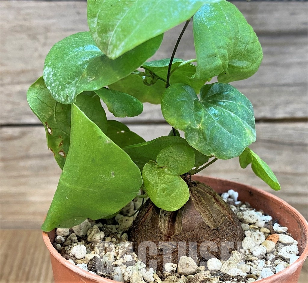 SH29287 Dioscorea elephantipes - Image 2