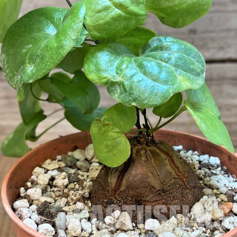 SH29287 Dioscorea elephantipes