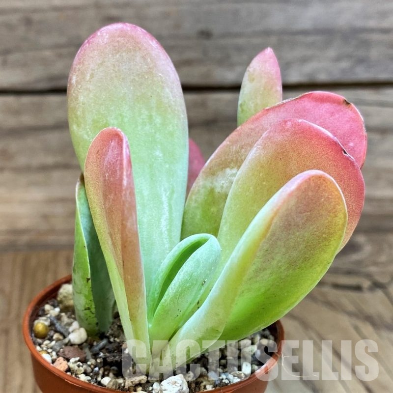 SH29288 Kalanchoe thyrsiflora ‘Monstrosa’