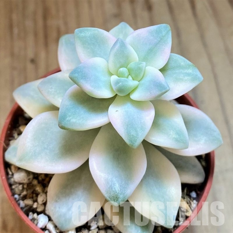 SH29289 Graptopetalum 'Apricot' f. variegata