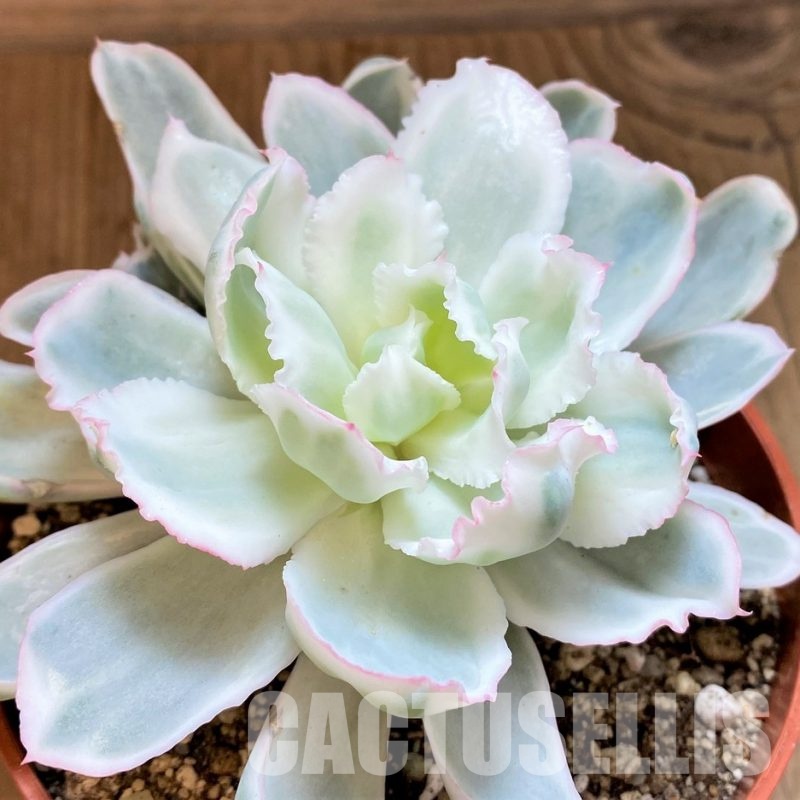 SH29290 Echeveria ‘Berkeley Light’