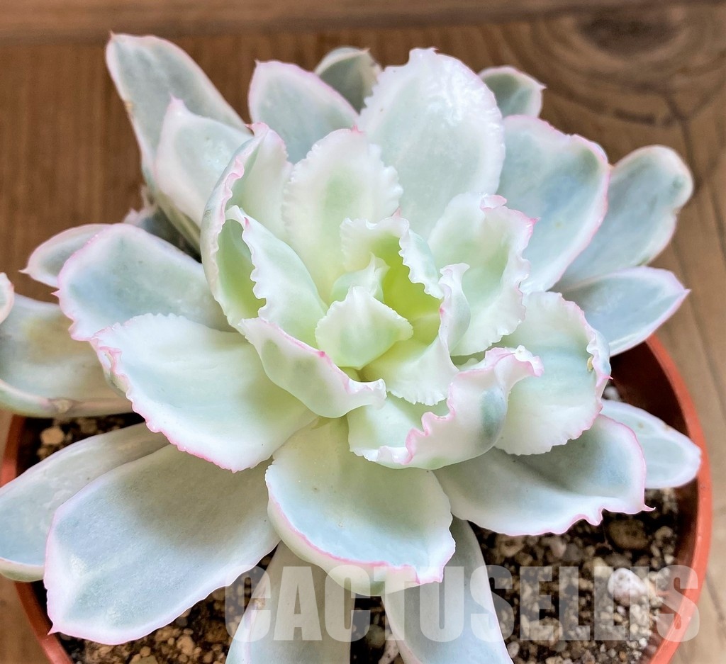SH29290 Echeveria ‘Berkeley Light’