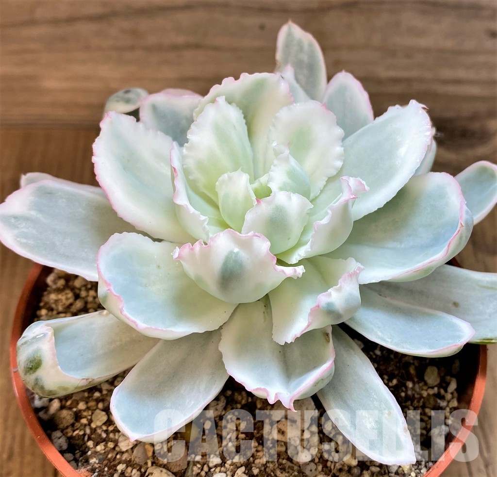 SH29290 Echeveria ‘Berkeley Light’ - Зображення 2