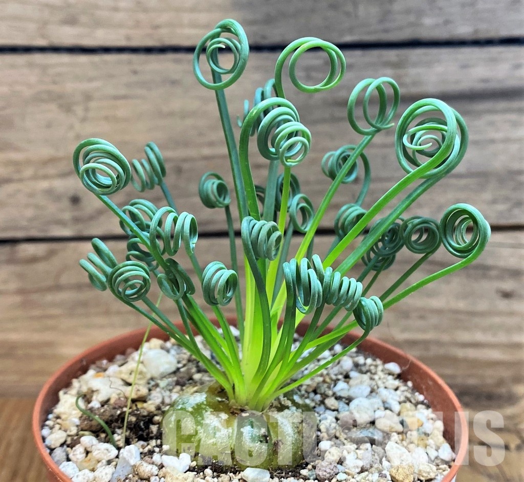 SH29291 Albuca spiralis - Зображення 2