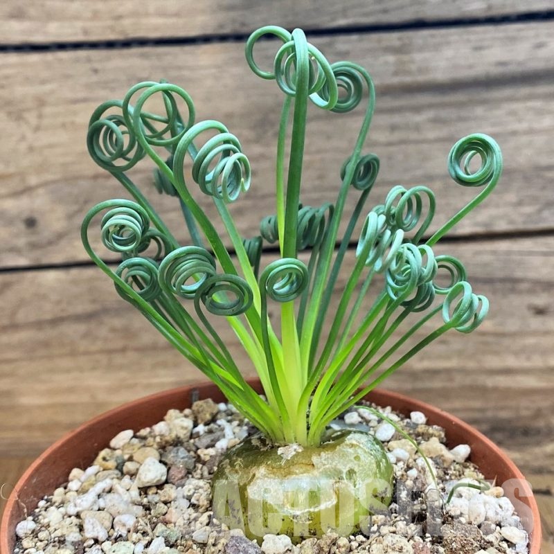 SH29291 Albuca spiralis