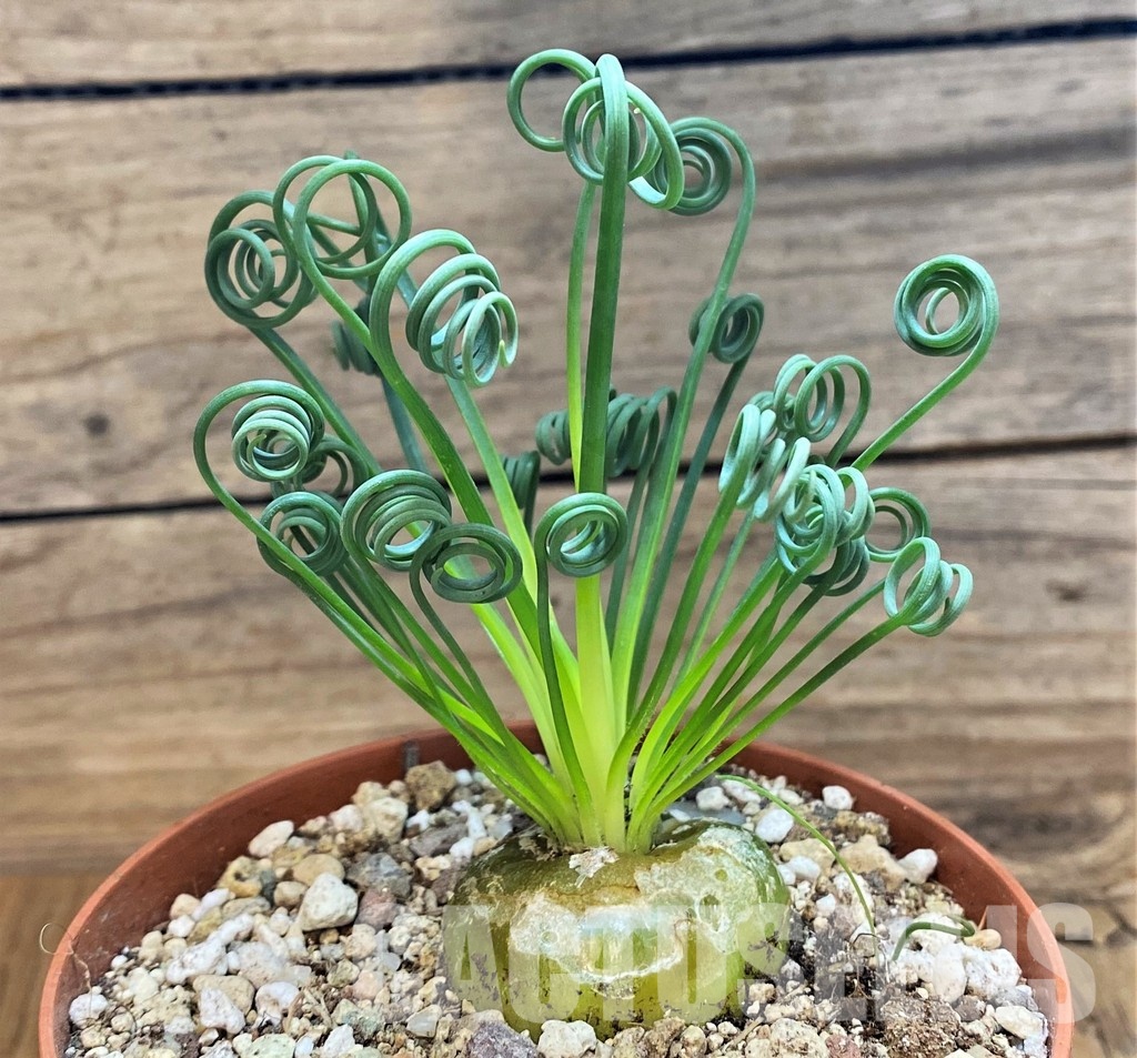 SH29291 Albuca spiralis