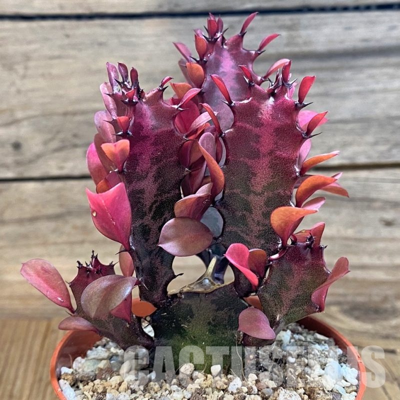 SH29292 Euphorbia trigona 'Rubra'