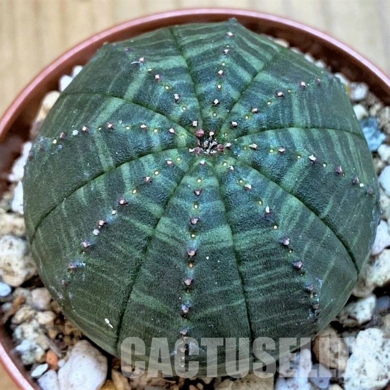 SH29279 Euphorbia obesa