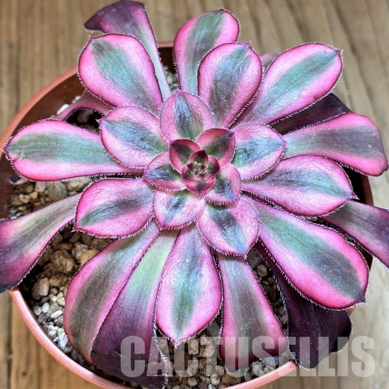 SH29294 Aeonium 'Medusa'