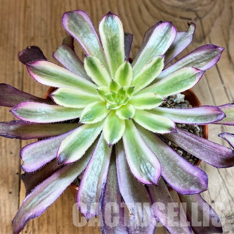 SH29295 Aeonium ‘Mardi Gras’