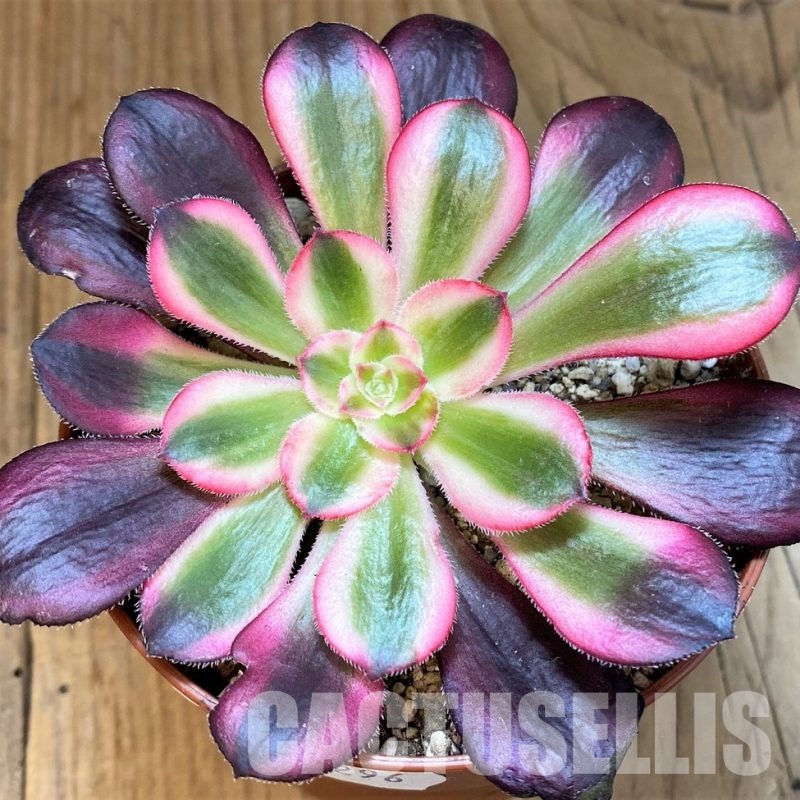SH29296 Aeonium 'Pink Witch'