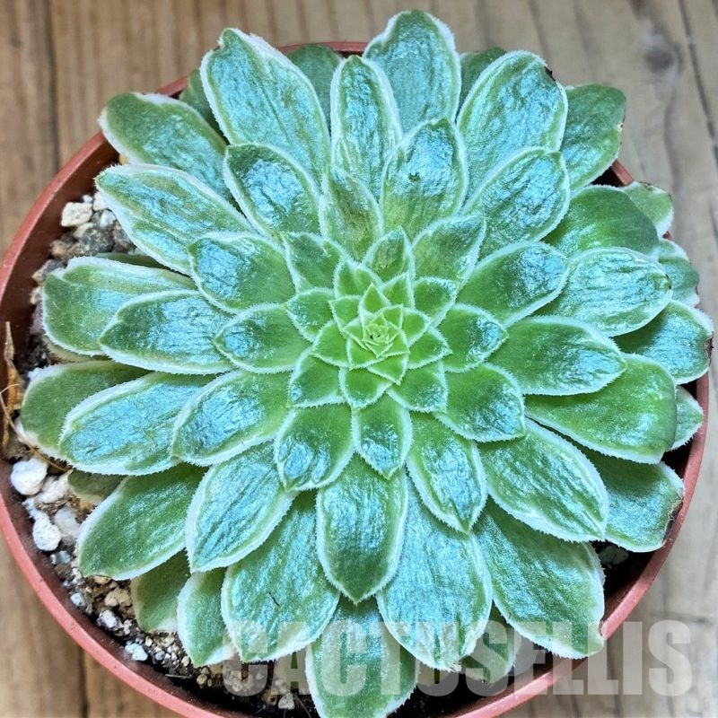 SH29297 Aeonium tabuliforme f. variegata