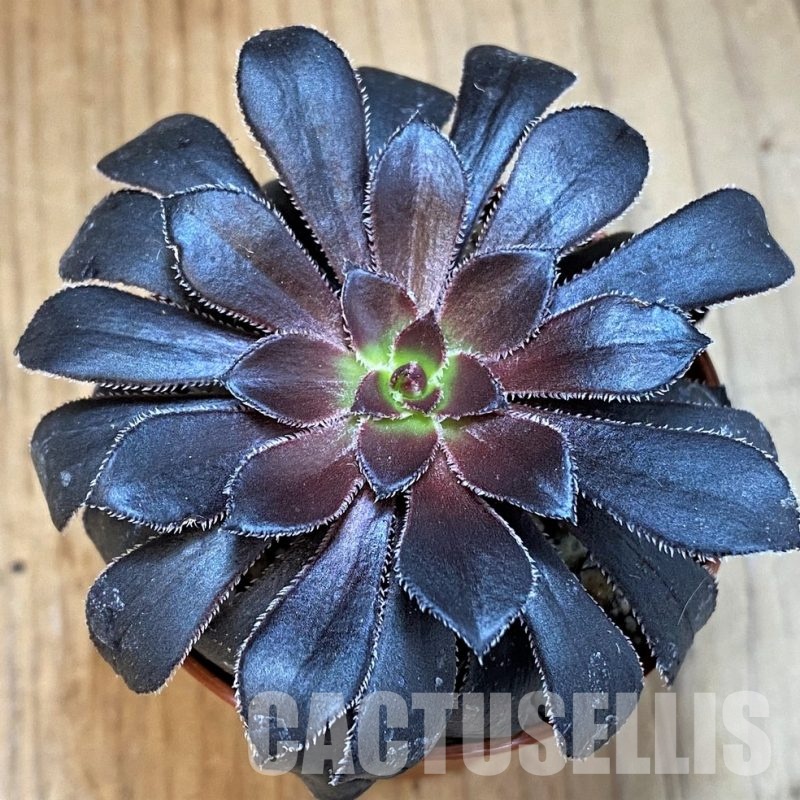SH29298 Aeonium 'Schwarzkopf'