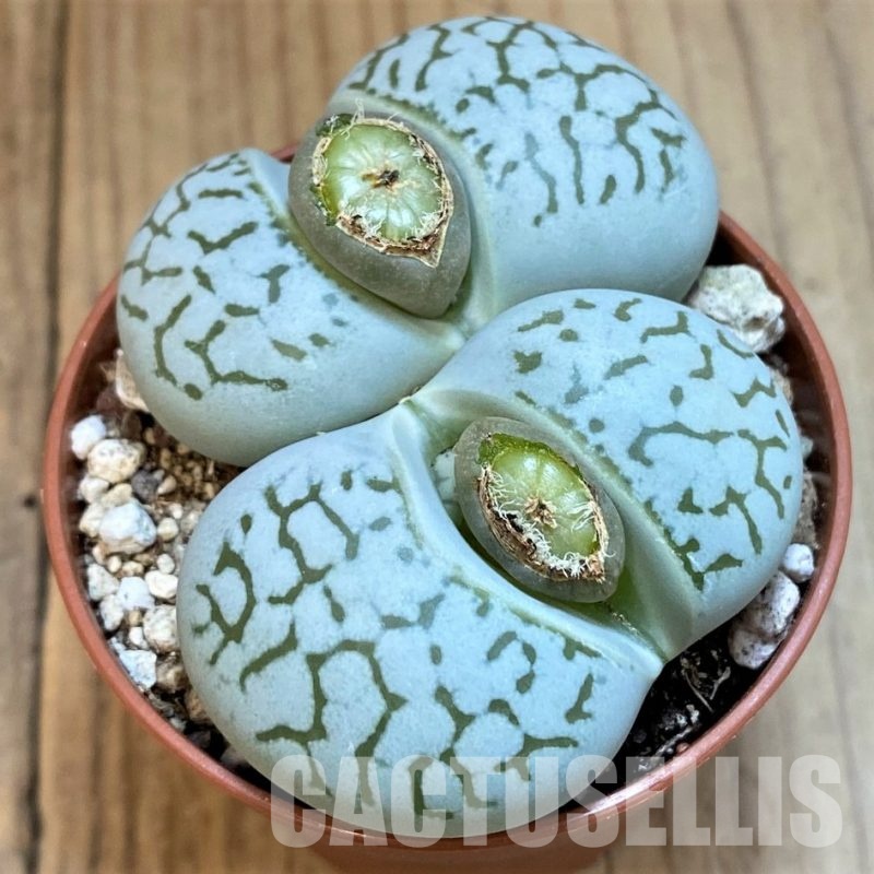 SH29302 Dinteranthus vanzylii