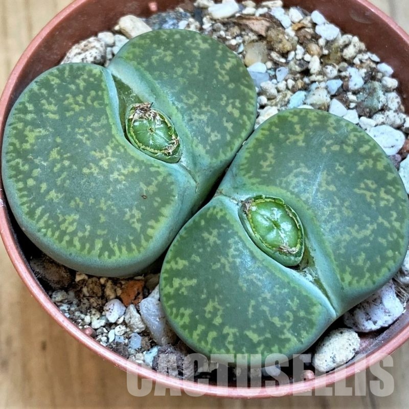 SH29303 Lithops lesliei 'Albinica' C036A