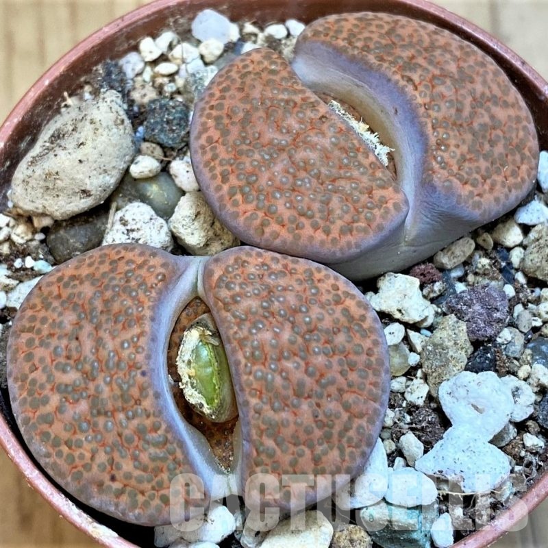 SH29304 Lithops fulviceps C170
