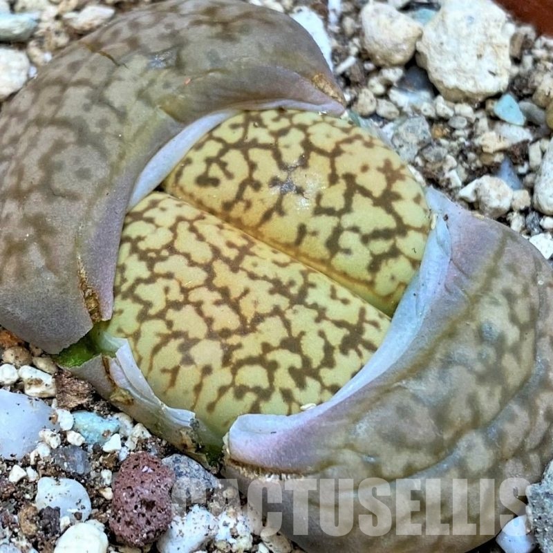 SH29306 Lithops gesinae C207