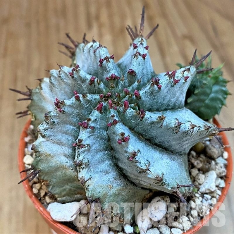 SH29280 Euphorbia horrida v. alba
