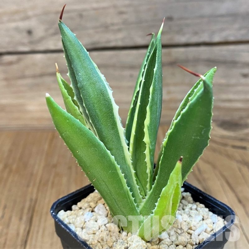 SH29373 Agave 'Cubic' f. variegata