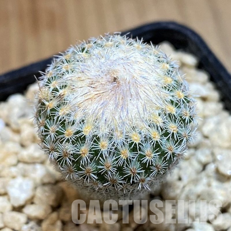 SH29440 Epithelantha micromeris v. polycephala