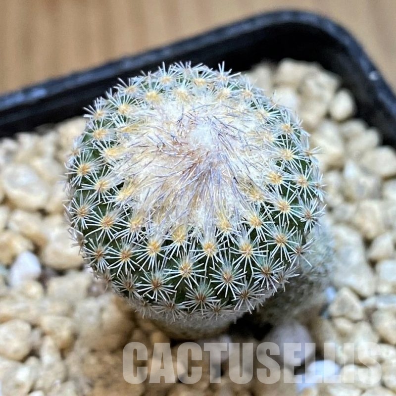 SH29441 Epithelantha micromeris v. polycephala